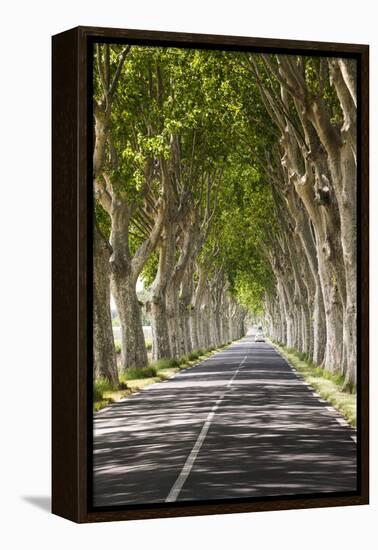 A Tree-Lined Road, Languedoc-Roussillon, France-Nadia Isakova-Framed Premier Image Canvas