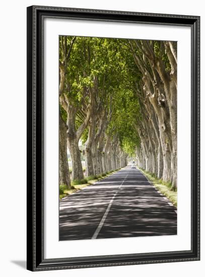 A Tree-Lined Road, Languedoc-Roussillon, France-Nadia Isakova-Framed Photographic Print