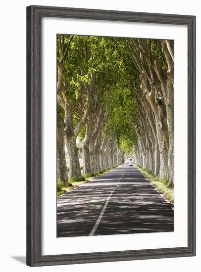 A Tree-Lined Road, Languedoc-Roussillon, France-Nadia Isakova-Framed Photographic Print