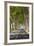 A Tree-Lined Road, Languedoc-Roussillon, France-Nadia Isakova-Framed Photographic Print