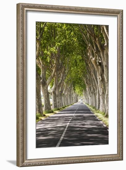 A Tree-Lined Road, Languedoc-Roussillon, France-Nadia Isakova-Framed Photographic Print