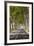 A Tree-Lined Road, Languedoc-Roussillon, France-Nadia Isakova-Framed Photographic Print