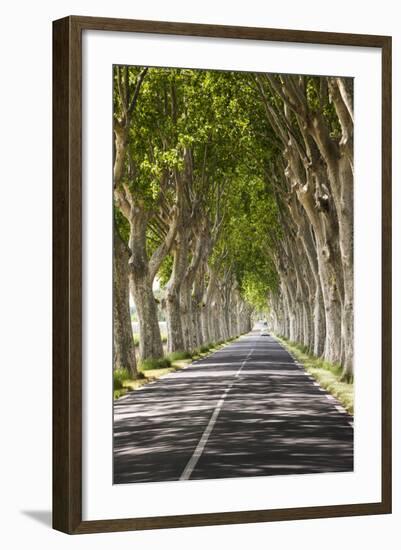 A Tree-Lined Road, Languedoc-Roussillon, France-Nadia Isakova-Framed Photographic Print