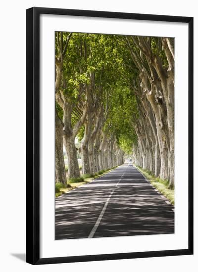 A Tree-Lined Road, Languedoc-Roussillon, France-Nadia Isakova-Framed Photographic Print