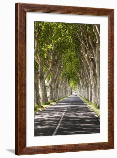 A Tree-Lined Road, Languedoc-Roussillon, France-Nadia Isakova-Framed Photographic Print