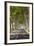 A Tree-Lined Road, Languedoc-Roussillon, France-Nadia Isakova-Framed Photographic Print