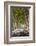 A Tree-Lined Road, Languedoc-Roussillon, France-Nadia Isakova-Framed Photographic Print