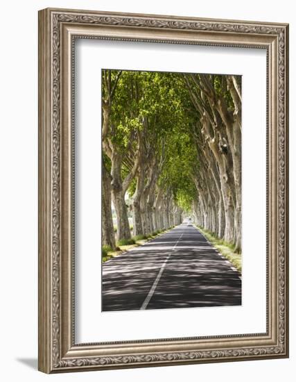 A Tree-Lined Road, Languedoc-Roussillon, France-Nadia Isakova-Framed Photographic Print