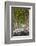 A Tree-Lined Road, Languedoc-Roussillon, France-Nadia Isakova-Framed Photographic Print