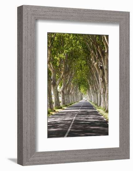 A Tree-Lined Road, Languedoc-Roussillon, France-Nadia Isakova-Framed Photographic Print