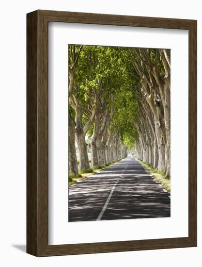 A Tree-Lined Road, Languedoc-Roussillon, France-Nadia Isakova-Framed Photographic Print