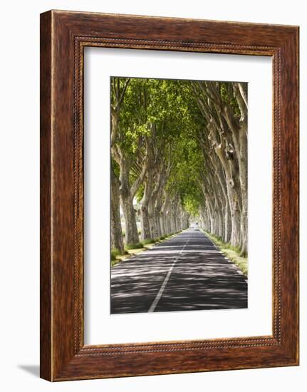 A Tree-Lined Road, Languedoc-Roussillon, France-Nadia Isakova-Framed Photographic Print