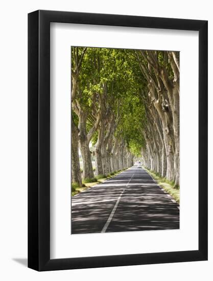 A Tree-Lined Road, Languedoc-Roussillon, France-Nadia Isakova-Framed Photographic Print