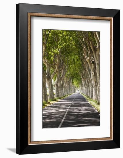 A Tree-Lined Road, Languedoc-Roussillon, France-Nadia Isakova-Framed Photographic Print