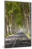 A Tree-Lined Road, Languedoc-Roussillon, France-Nadia Isakova-Mounted Photographic Print