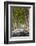 A Tree-Lined Road, Languedoc-Roussillon, France-Nadia Isakova-Framed Photographic Print