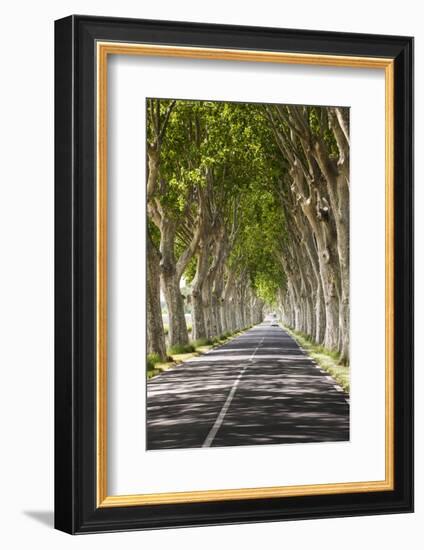 A Tree-Lined Road, Languedoc-Roussillon, France-Nadia Isakova-Framed Photographic Print