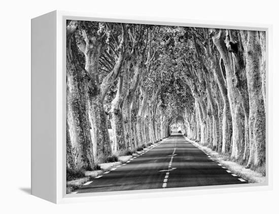 A Tree-Lined Road, Languedoc-Roussillon, France-Nadia Isakova-Framed Premier Image Canvas
