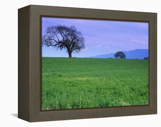 A Tree on a Hillside in Santa Barbara-Gary Conner-Framed Premier Image Canvas