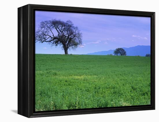 A Tree on a Hillside in Santa Barbara-Gary Conner-Framed Premier Image Canvas