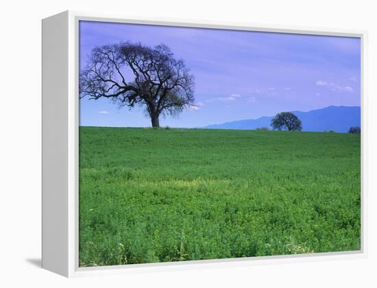 A Tree on a Hillside in Santa Barbara-Gary Conner-Framed Premier Image Canvas