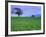 A Tree on a Hillside in Santa Barbara-Gary Conner-Framed Photographic Print