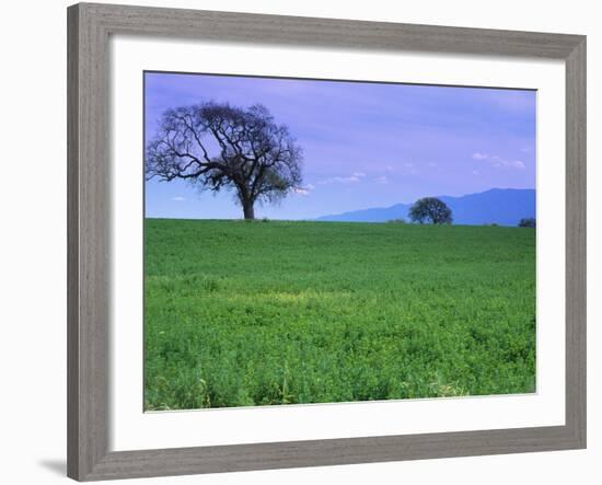 A Tree on a Hillside in Santa Barbara-Gary Conner-Framed Photographic Print