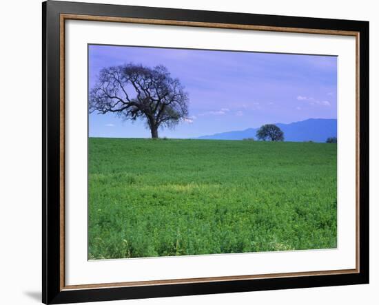 A Tree on a Hillside in Santa Barbara-Gary Conner-Framed Photographic Print