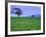 A Tree on a Hillside in Santa Barbara-Gary Conner-Framed Photographic Print