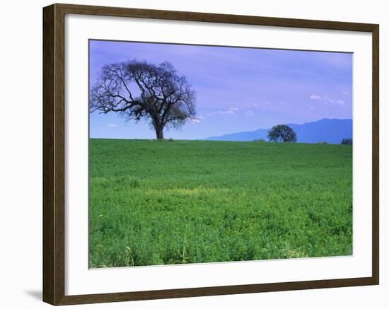 A Tree on a Hillside in Santa Barbara-Gary Conner-Framed Photographic Print