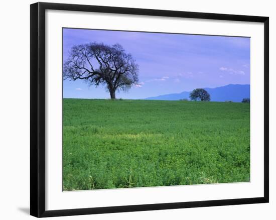 A Tree on a Hillside in Santa Barbara-Gary Conner-Framed Photographic Print