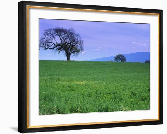 A Tree on a Hillside in Santa Barbara-Gary Conner-Framed Photographic Print