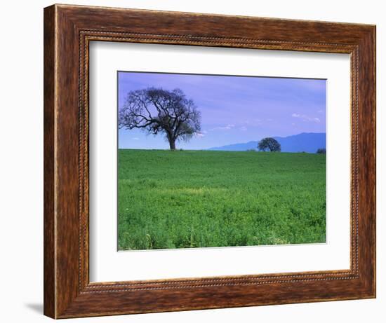 A Tree on a Hillside in Santa Barbara-Gary Conner-Framed Photographic Print