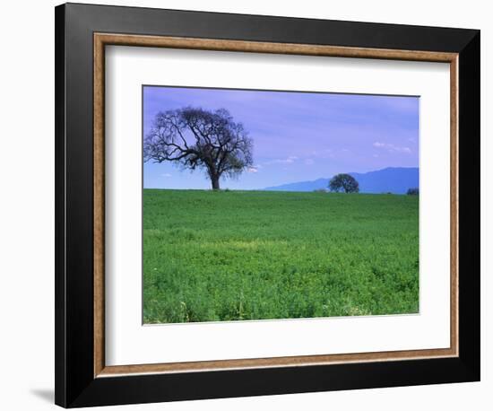 A Tree on a Hillside in Santa Barbara-Gary Conner-Framed Photographic Print