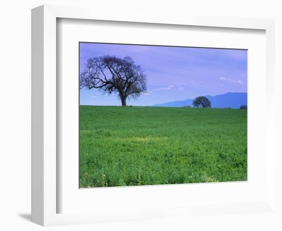 A Tree on a Hillside in Santa Barbara-Gary Conner-Framed Photographic Print