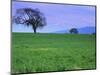 A Tree on a Hillside in Santa Barbara-Gary Conner-Mounted Photographic Print