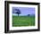 A Tree on a Hillside in Santa Barbara-Gary Conner-Framed Photographic Print