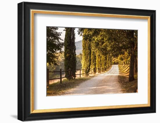 A Trimmed Driveway in Italy in Autumn-Petra Daisenberger-Framed Photographic Print