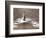 A Trinity House Steamer Waits off the Eddystone Lighthouse to Deliver Christmas Supplies, 1938-null-Framed Photographic Print