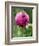 A Trio of Bees Explore a Giant Thistle Bloom on a Farm Near New Castle-null-Framed Photographic Print