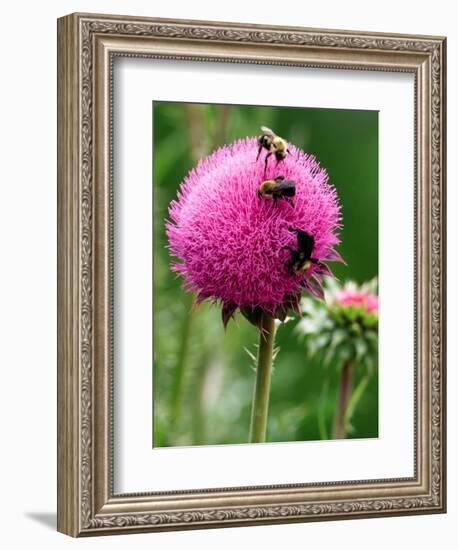 A Trio of Bees Explore a Giant Thistle Bloom on a Farm Near New Castle-null-Framed Photographic Print