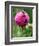 A Trio of Bees Explore a Giant Thistle Bloom on a Farm Near New Castle-null-Framed Photographic Print