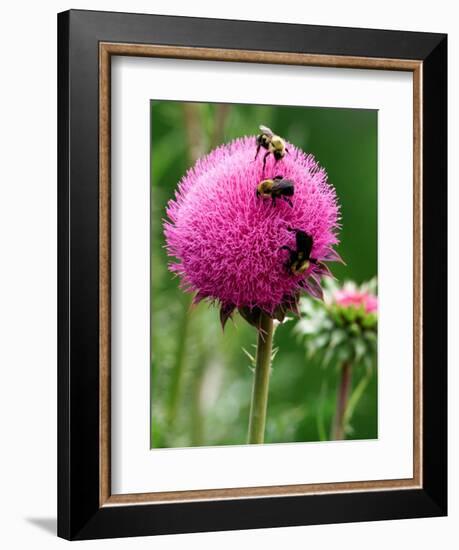 A Trio of Bees Explore a Giant Thistle Bloom on a Farm Near New Castle-null-Framed Photographic Print