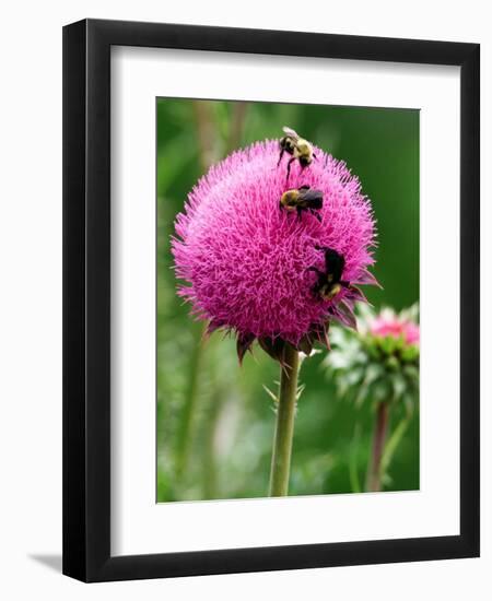 A Trio of Bees Explore a Giant Thistle Bloom on a Farm Near New Castle-null-Framed Photographic Print