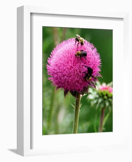 A Trio of Bees Explore a Giant Thistle Bloom on a Farm Near New Castle-null-Framed Photographic Print