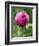 A Trio of Bees Explore a Giant Thistle Bloom on a Farm Near New Castle-null-Framed Photographic Print