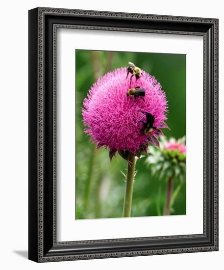 A Trio of Bees Explore a Giant Thistle Bloom on a Farm Near New Castle-null-Framed Photographic Print