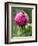 A Trio of Bees Explore a Giant Thistle Bloom on a Farm Near New Castle-null-Framed Photographic Print