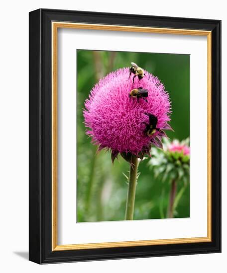 A Trio of Bees Explore a Giant Thistle Bloom on a Farm Near New Castle-null-Framed Photographic Print