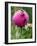 A Trio of Bees Explore a Giant Thistle Bloom on a Farm Near New Castle-null-Framed Photographic Print